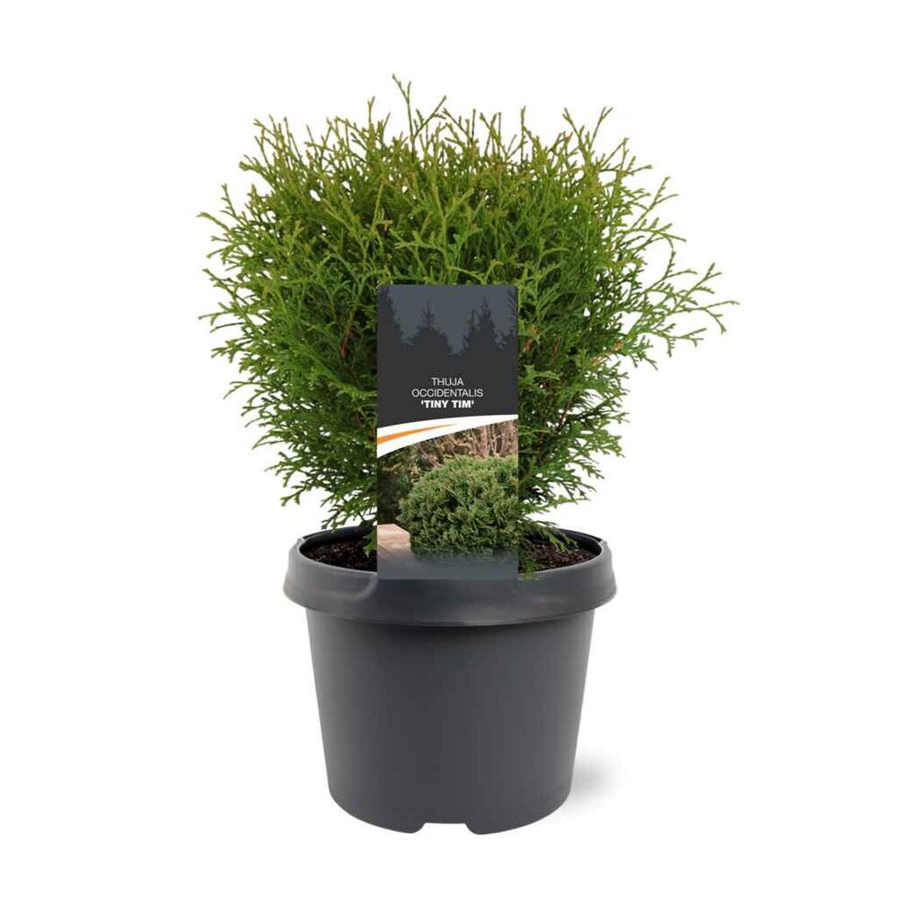 Pallotuija 'Tiny Tim'