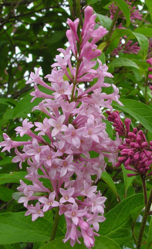 Isabellansyreeni 'James MacFarlane'