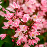 Nietospensas Yuki Cherry Blossom