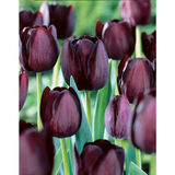 Tulppaani Queen of Night, 10 sipulia/pussi