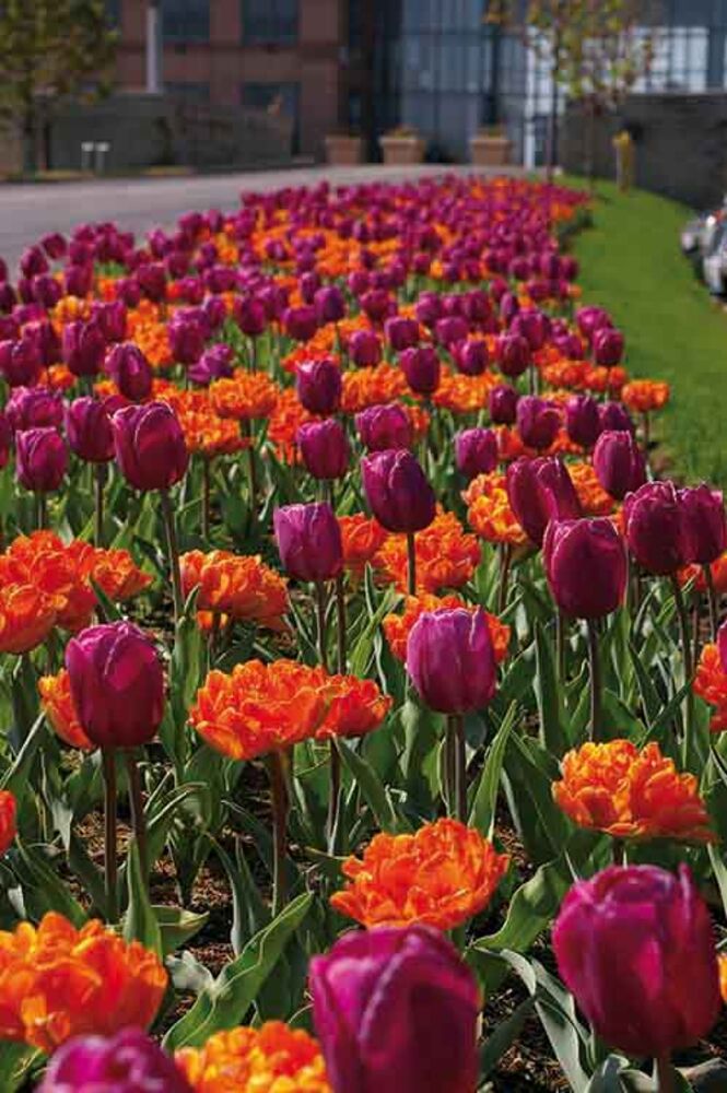 Tulppaanilajitelma Royal Garden Party