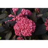 Jalohortensia Eclipse®, astiakoko 3L