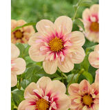 Daalia Rhubarb and Custard 1 kpl/pussi