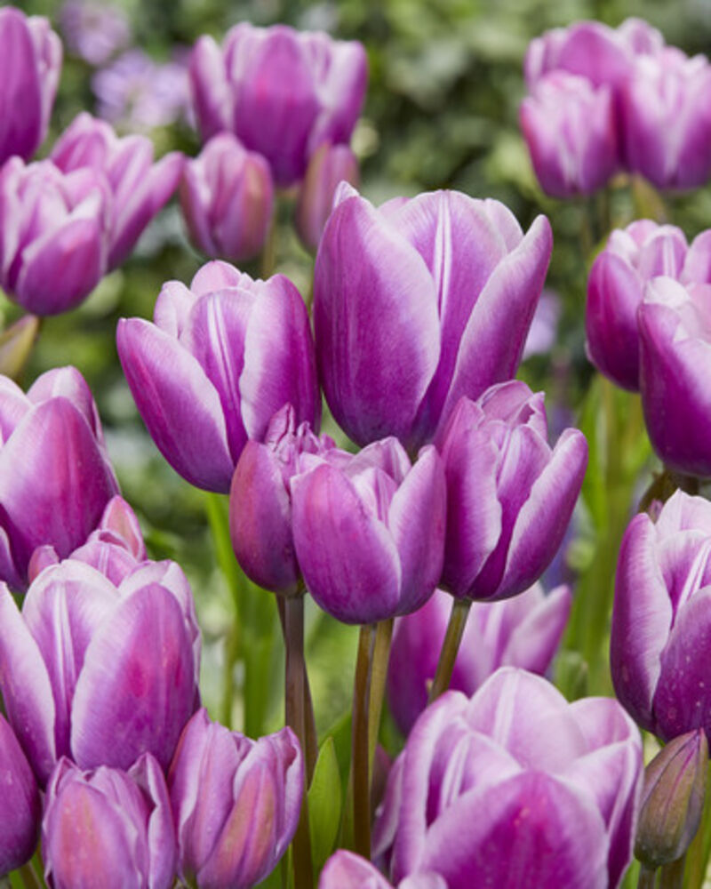 Tulppaani Purple Elegance, 50 sipulia/pussi