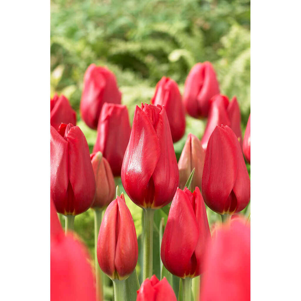 Tulppaani Big Red Smile