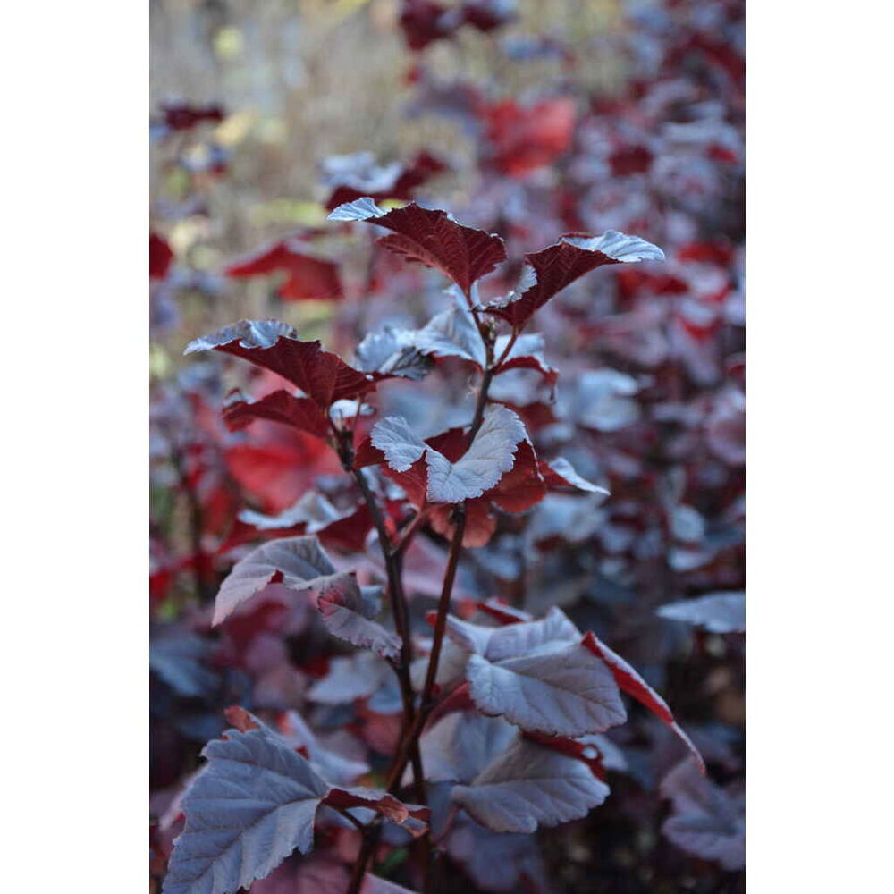 Purppuraheisiangervo Midnight®