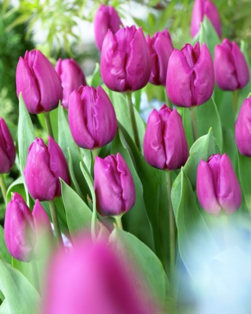 Tulppaani Purple Prince, 50 sipulia/pussi