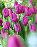 Tulppaani Purple Prince, 50 sipulia/pussi