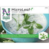 Micro Leaf korianteri Nelson