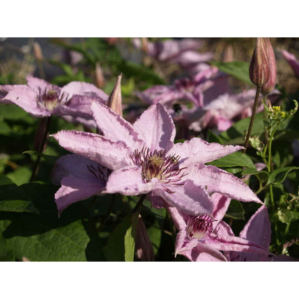 Loistokärhö 'Hagley Hybrid'