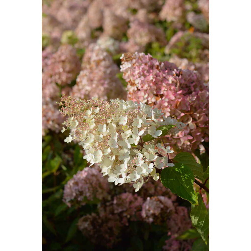 Syyshortensia Grandiflora