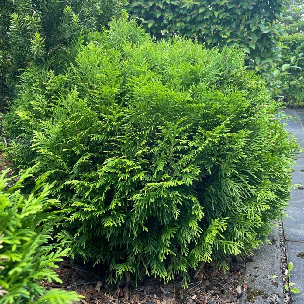 Pallotuija Danica 40-50 cm