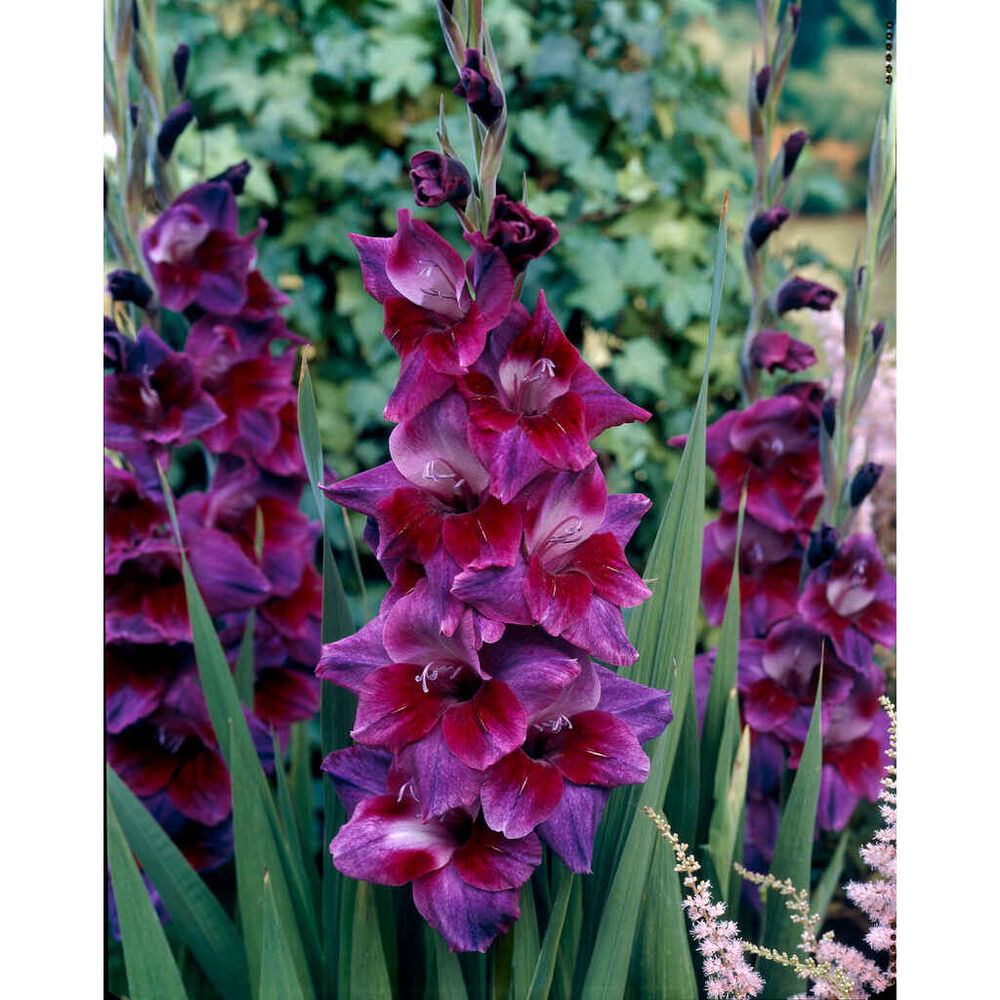 Gladiolus 'Velvet Yeyes'