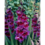 Gladiolus Velvet Eyes 10 kpl/pussi