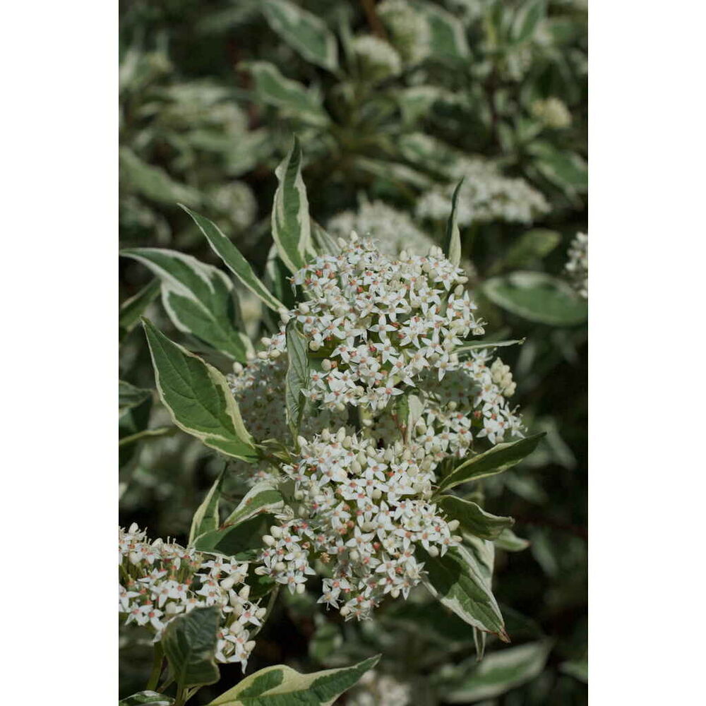 Valkokirjokanukka 'Elegantissima'