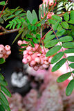 Arnoldinpihlaja Kirsten Pink