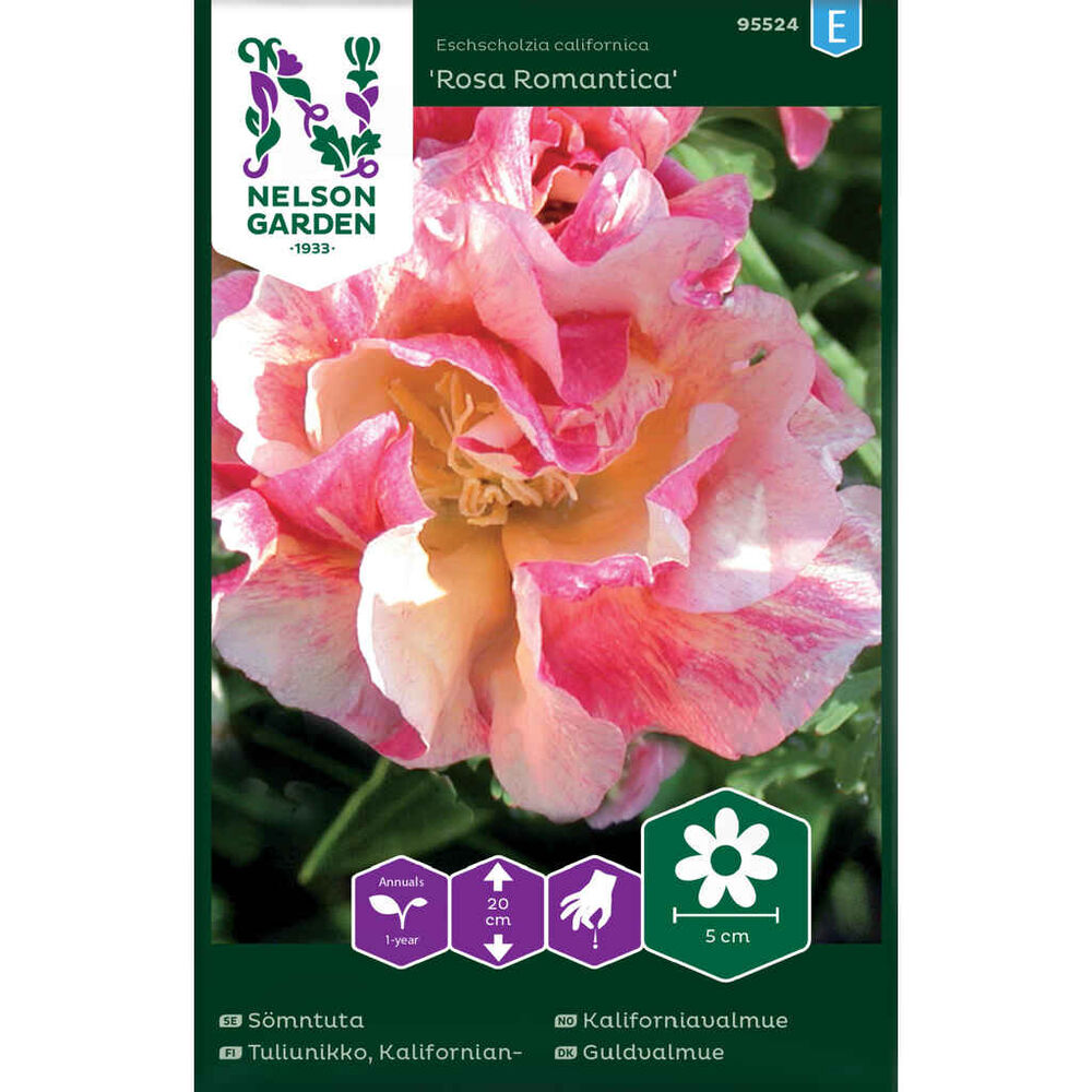 Kaliforniantuliunikko Rosa Roman