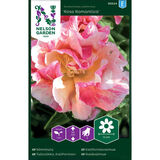 Kaliforniantuliunikko, 'Rosa Romantica'