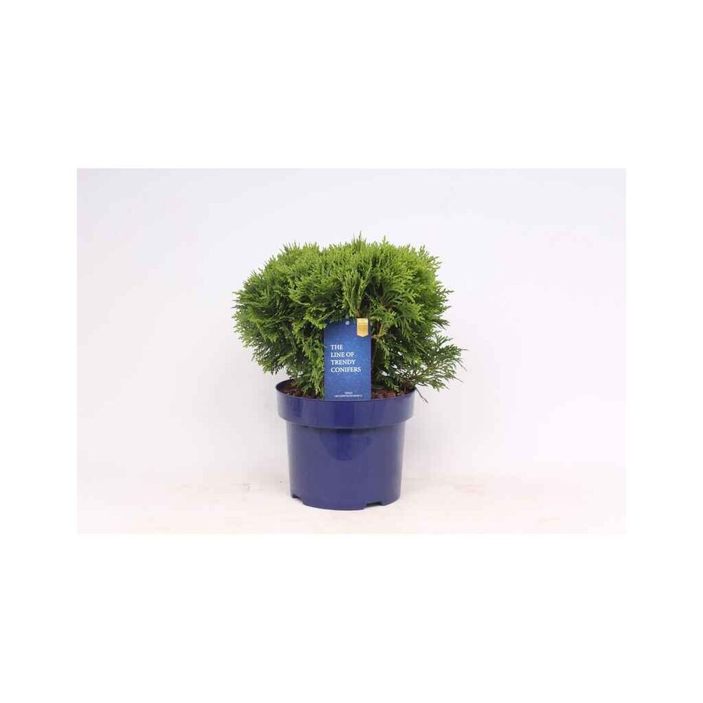 Pallotuija 'Danica' 23 cm ruukussa