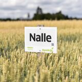 Nalle kevätvehnä kemiallisesti peitattu 800 kg
