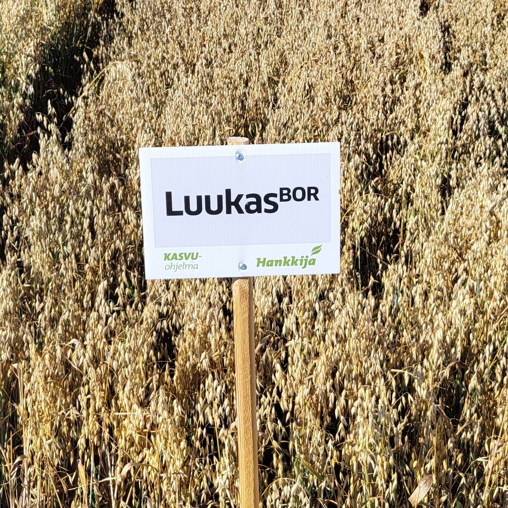Luukas kaura