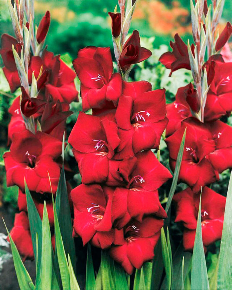 Gladiolus 'Espresso'