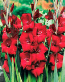 Gladiolus Espresso 10 kpl/pussi