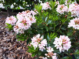 Alppiruusu Bloombux®, astiakoko 2L