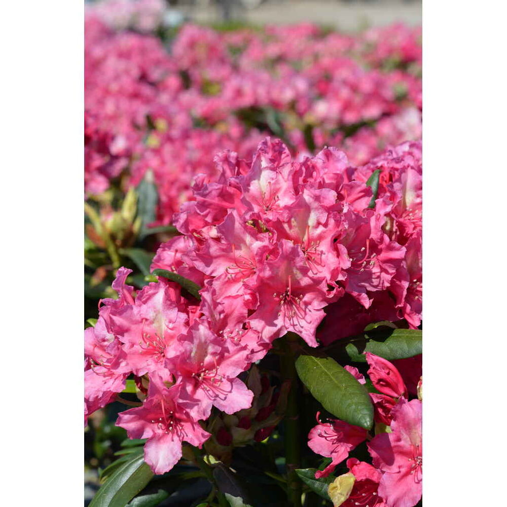 alppiruusu 'Royal Amaranth'