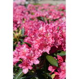 Alppiruusu Royal Amaranth