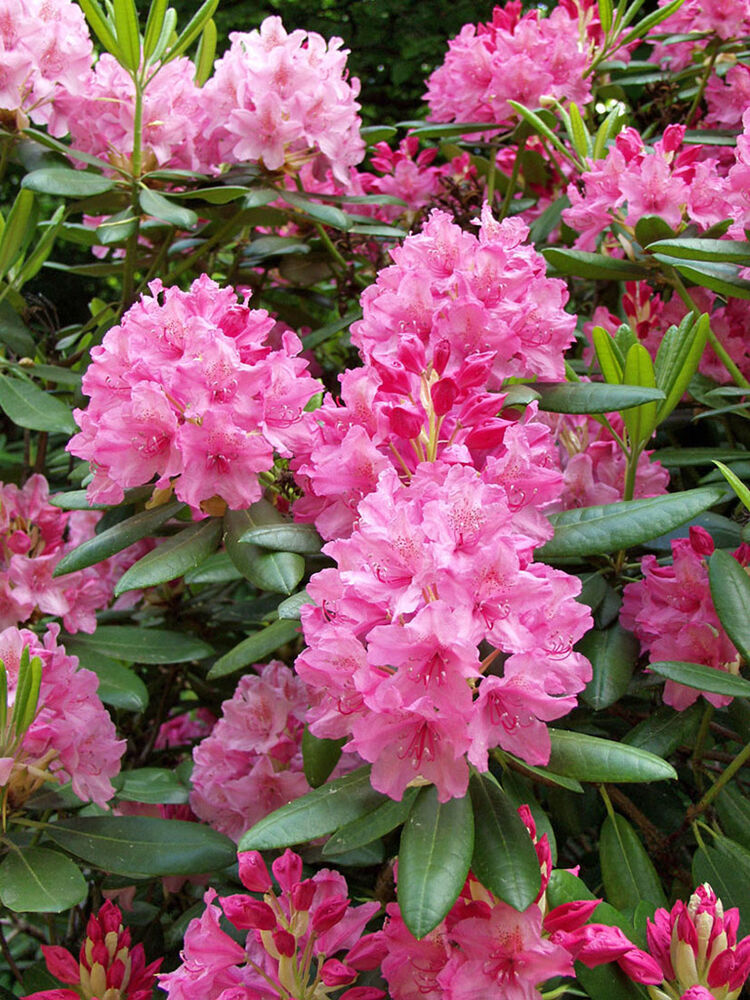 Alppiruusu 'Haaga'