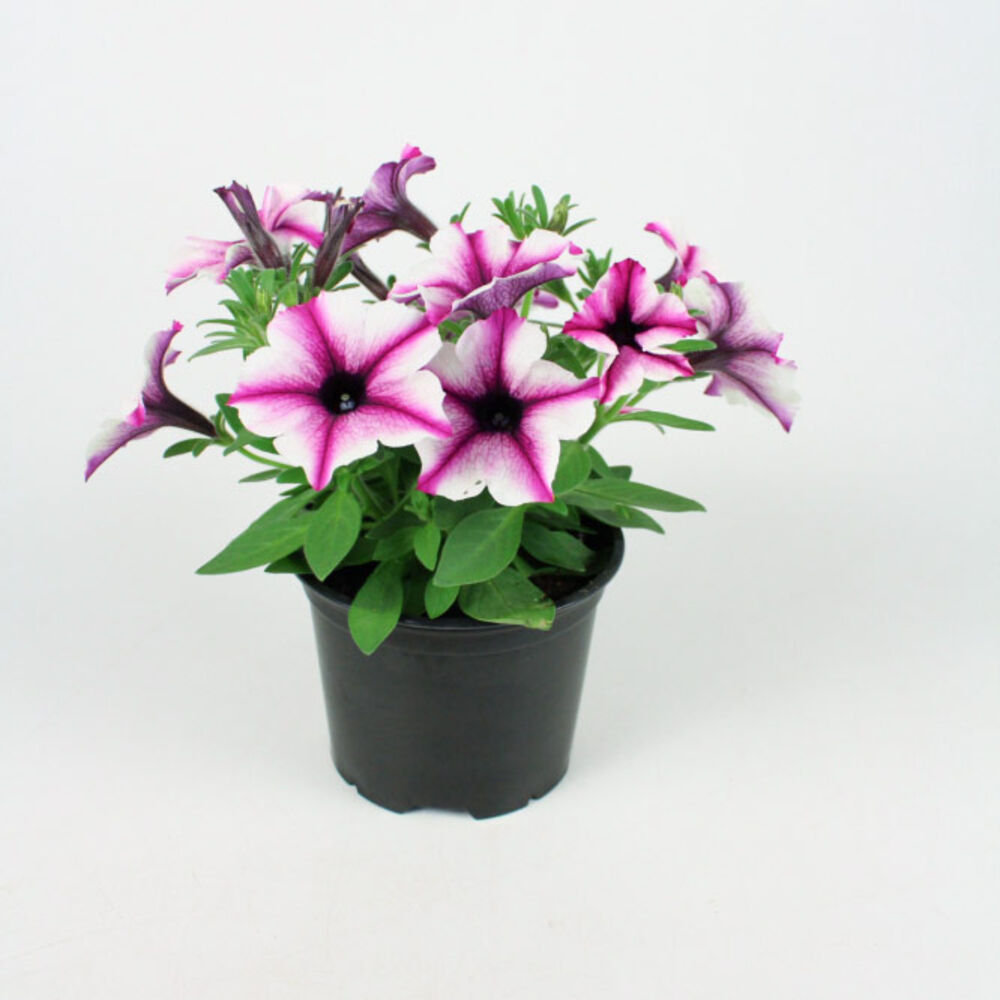 Petunia erikoisväreinä
