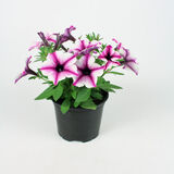 Petunia erikoisväreinä 12 cm ruukussa