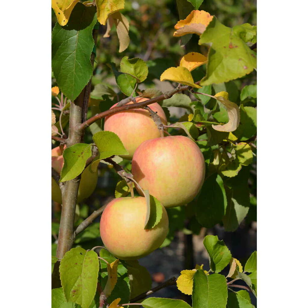 Omenapuu 'Belfleur Kitaika'