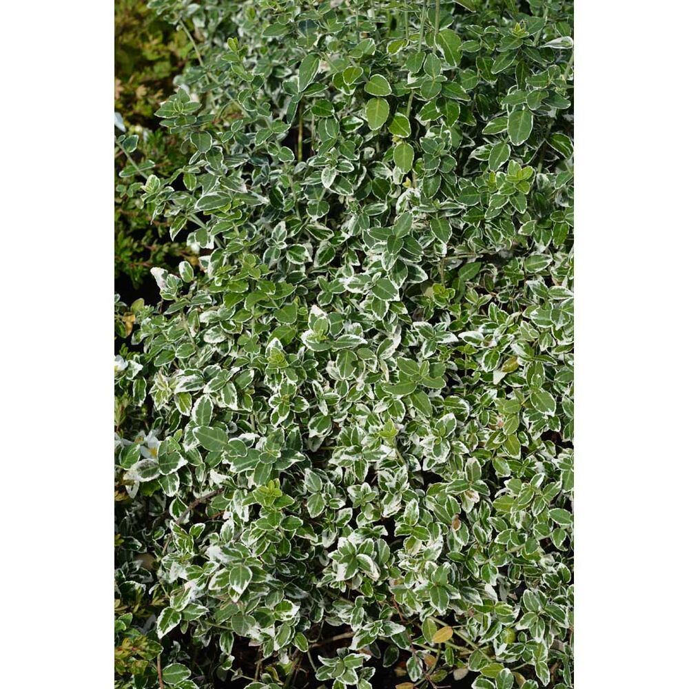 Suikerosorvarinpensas Variegata