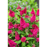 Syyssyrikkä Butterfly Candy® Little Ruby, astiakoko 2L