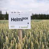 Helmi kevätvehnä kemiallisesti peitattu 800 kg