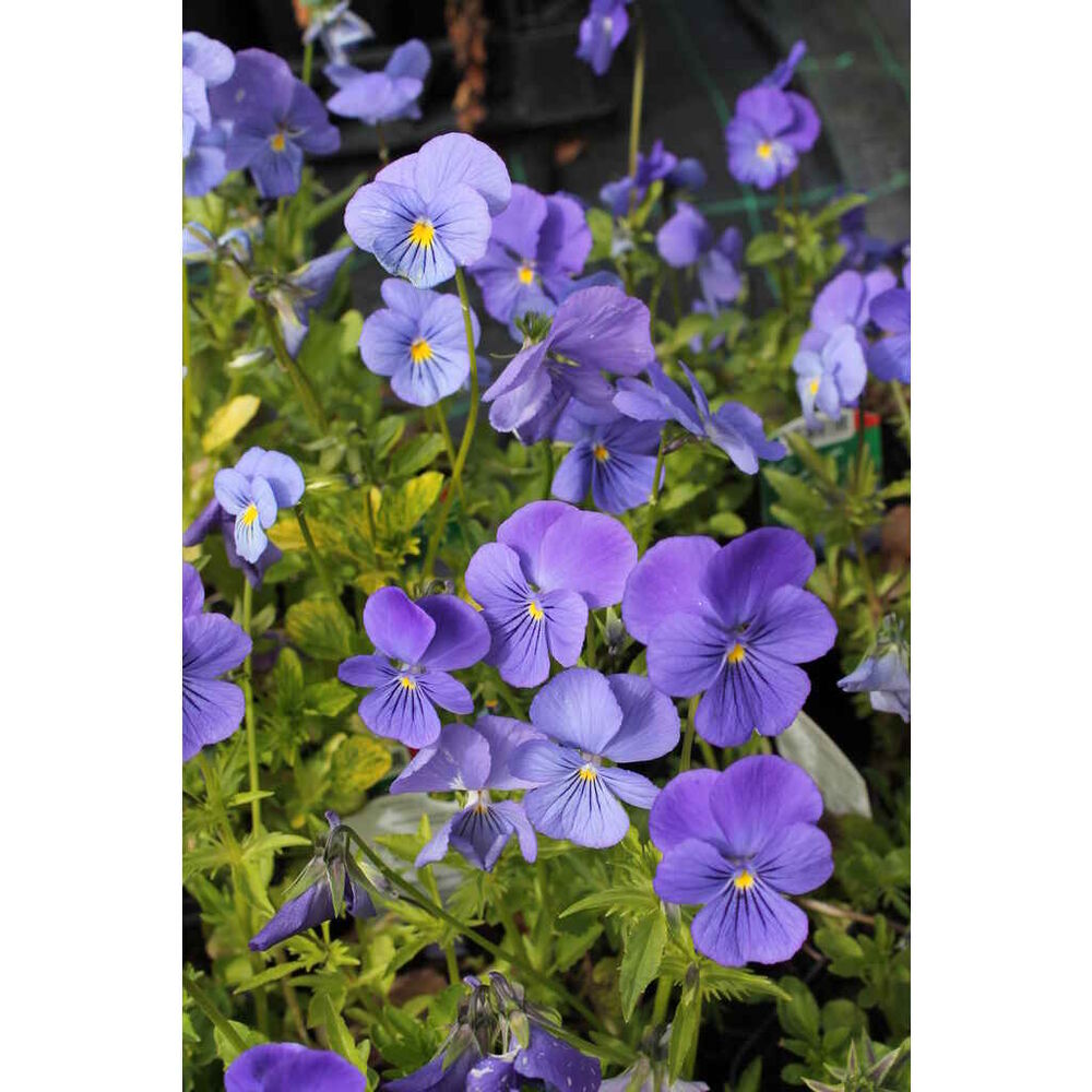 Sarviorvokki sininen Blue Perfection