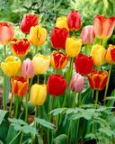 Tulppaanilajitelma Darwin-hybrid, 50 sipulia/pussi