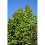 Katsura, myyntikorkeus 125-150 cm