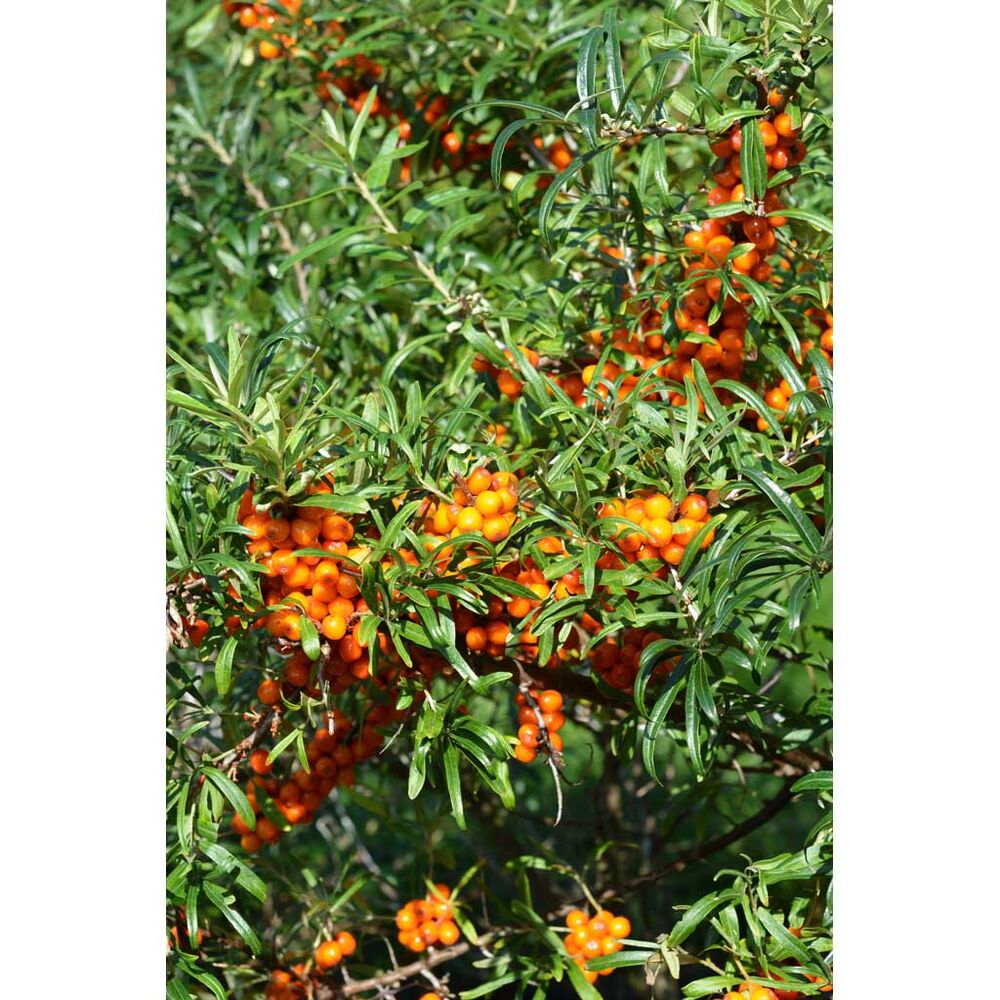 Tyrni Julia emi