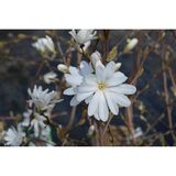 Tähtimagnolia, astiataimi
