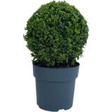 Puksipuu pallo, myyntileveys 23-25 cm