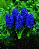 Hyasintti Peter Stuyvesant (Blue Trophy), 25 sipulia/pussi