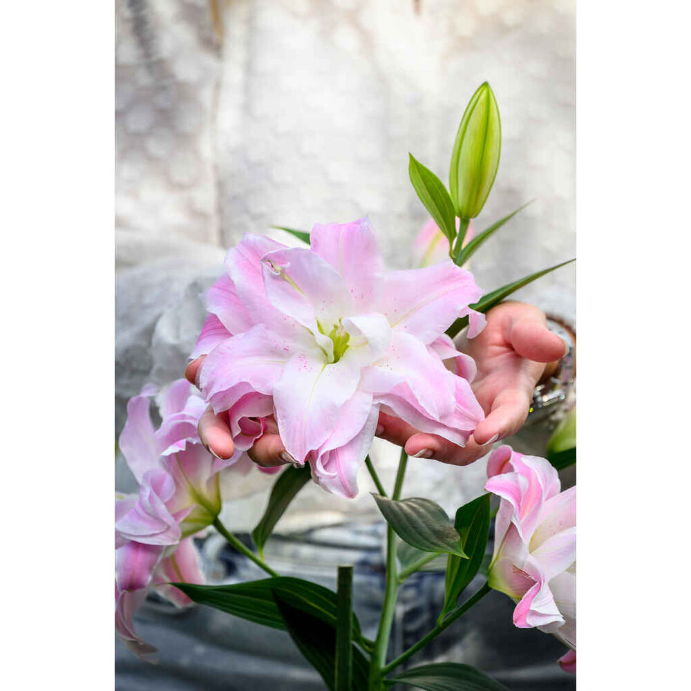 lilja 'Lotus Queen'