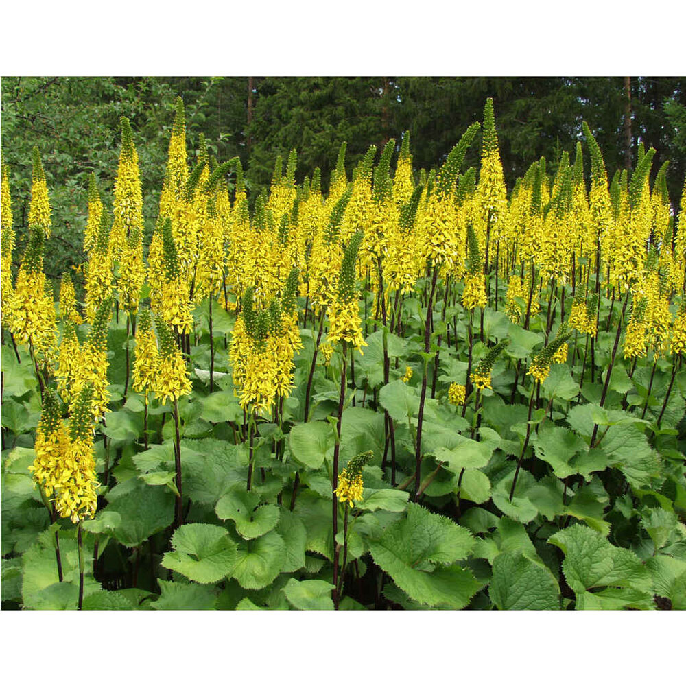 Lapinnauhus 'Hietala'