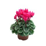Minisyklaami 10,5 cm ruukku
