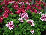 Enkelipelargoni 12 cm ruukussa
