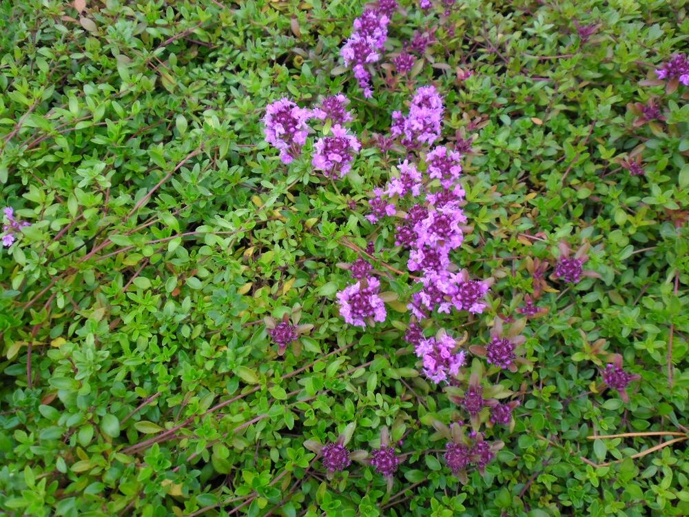 Kangasajuruoho Magic Carpet