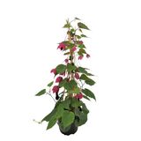 Keijunmekko pyramidi 12 cm ruukussa